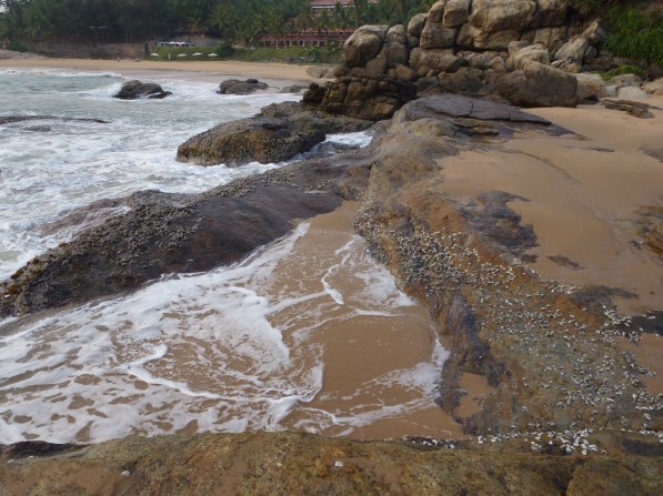 Agastya Ayurveda Garden South Kerala