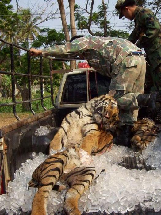 Ban Tiger Trade