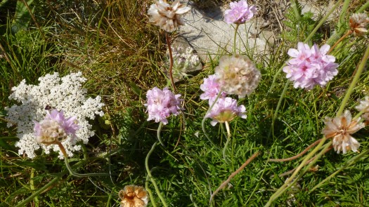 Great Britain's flora
