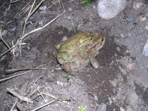 copia di Rospo comune - Mirko Zanini 2005