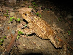 Rospo comune - Mirko  Zanini 2011