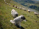 Dog_sheeps
