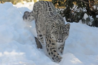 Snow Leopard