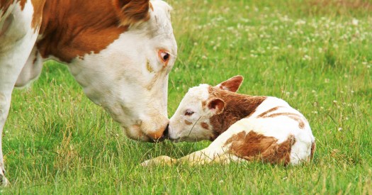 Cow&amp;baby