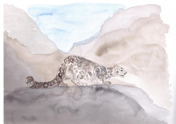 leopardo_delle_nevi