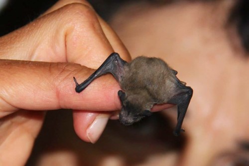 pipistrello_nano