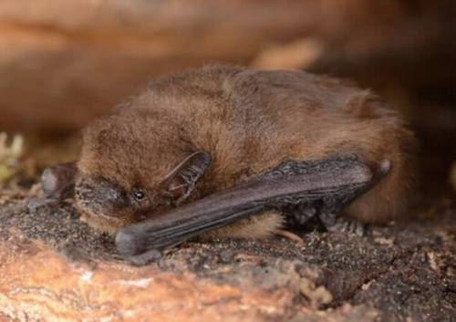pipistrello_nathusius