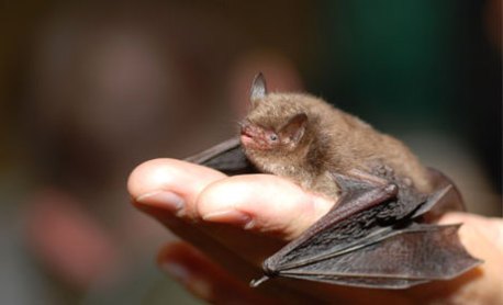 vespertilio_daubenton