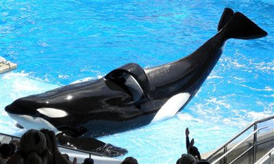 3286_tilikum-seaworld-whale_jpg-400x0.jpg