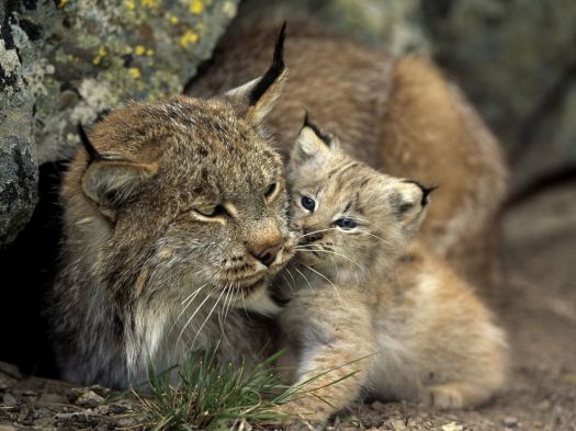 lince con piccolo