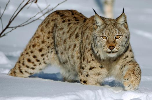 eurasian-lynx-in-snow-willi-rolfes