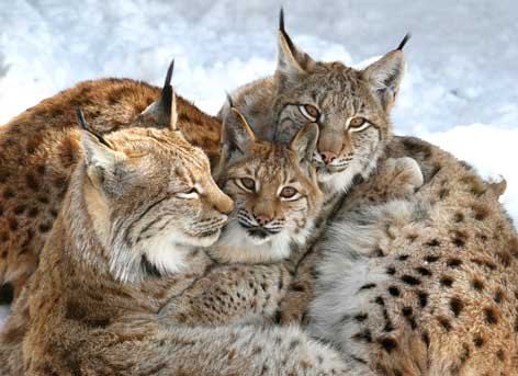 Lince_ORF