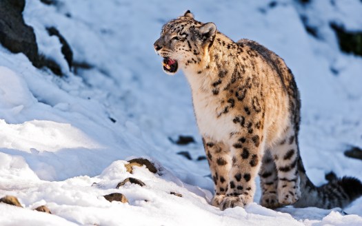 Snow Leopard into the freedom