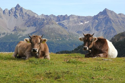 mucche_(c)ilbernina