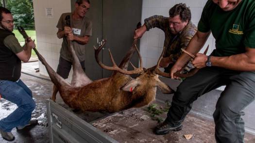 Positivo il bilancio della caccia alta in Ticino quest'anno a settembre