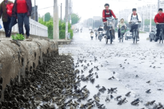 Anfibi sulle strade in Cina