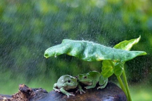 ronocchie sotto la pioggia